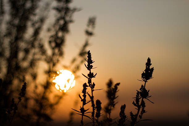istock Sepia effect evening sun contours field plants 482785356