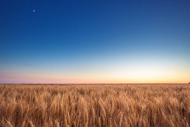 istock Golden wheat field and blue sky 482785488