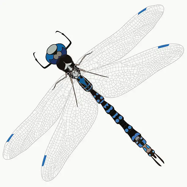 Vector illustration of Vector dragonfly isolate