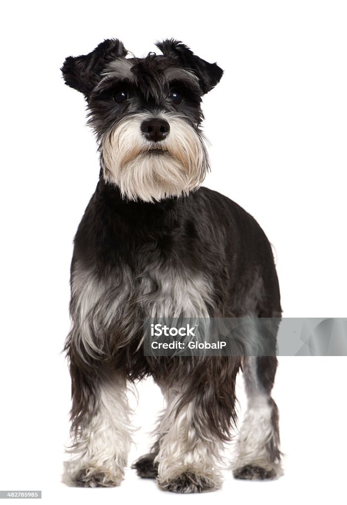 Front view of Miniature Schnauzer, 10 months old, standing. Miniature Schnauzer, 10 months old, standing in front of white background. Schnauzer Stock Photo