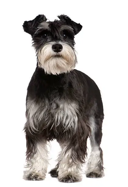 Miniature Schnauzer, 10 months old, standing in front of white background.
