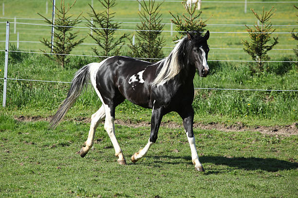 Amazing paint horse stallion with long mane stock photo