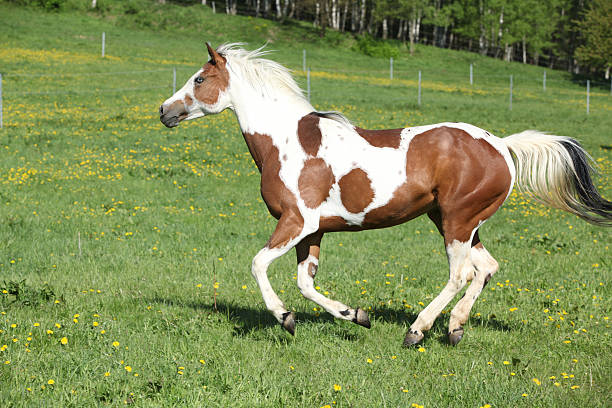 Gorgeous paint horse mare running on pasturage stock photo