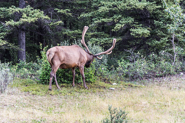 istock big horns of an Elk 482787294