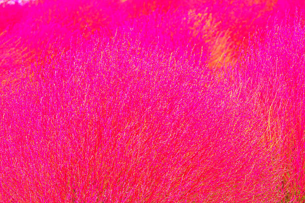 istock Close up of red Kochia 482787498