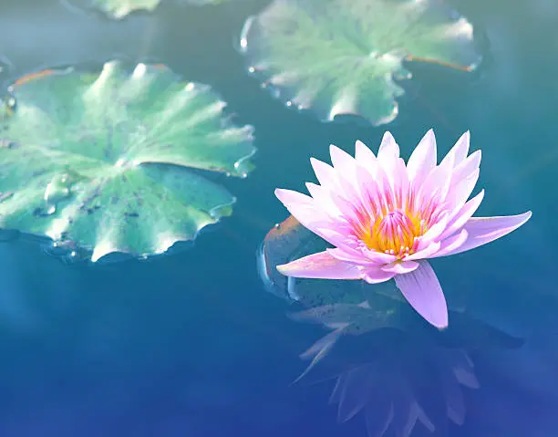 Pink lotus flower.Pink lotus blossoms or water lily flowers blooming on pond.