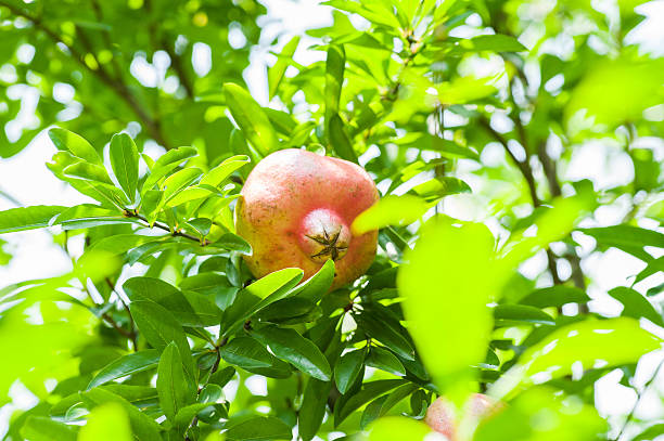 istock Almost ripe colorful pomegranate 482787582