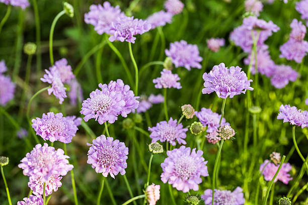 scabiosa - vegetable garden organic gardening vegetable 뉴스 사진 이미지