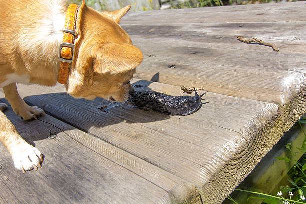 dog smells amazed a huge black slug