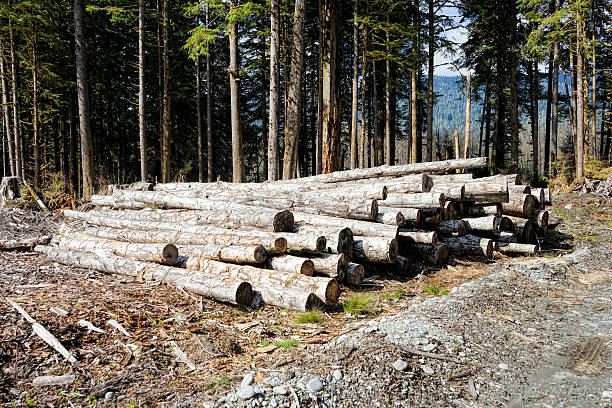 istock pile of logs 482787971