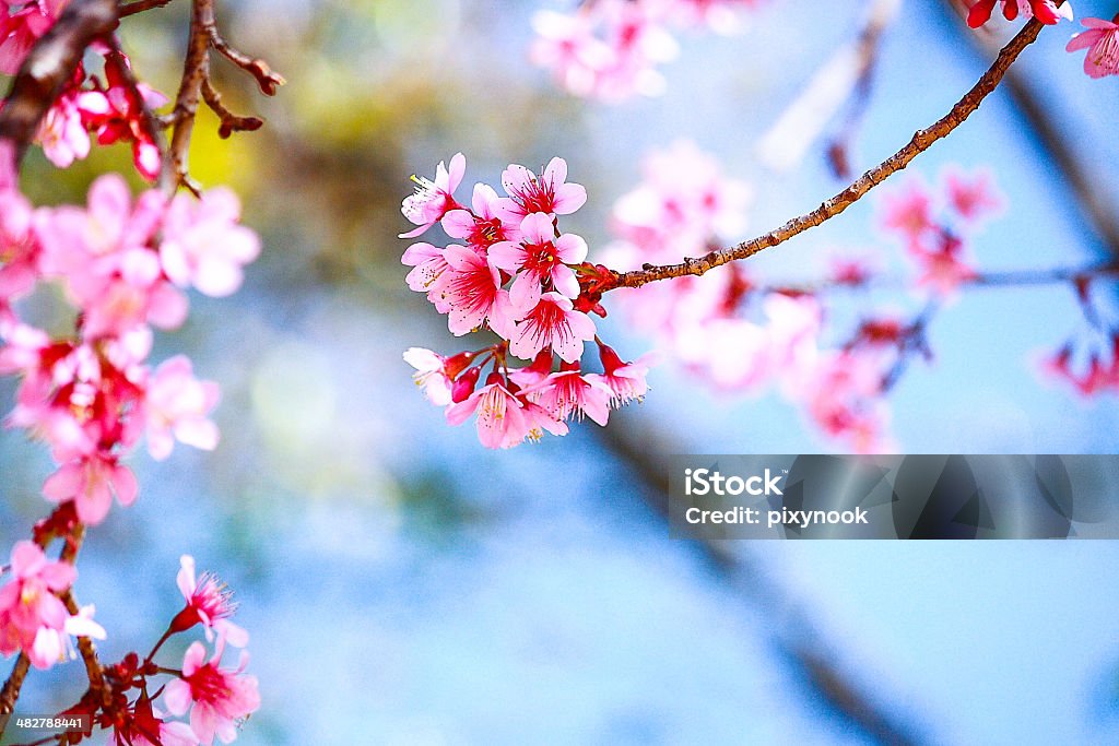 Pink sakura Pink Sakura Beauty Stock Photo