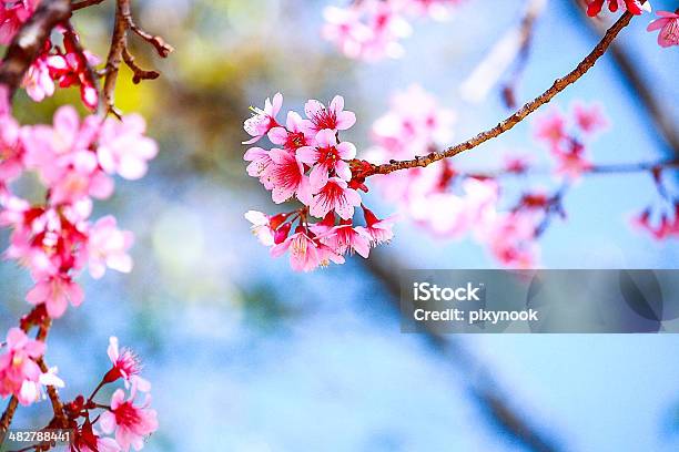 Pink Sakura Stock Photo - Download Image Now - Beauty, Beauty In Nature, Beginnings