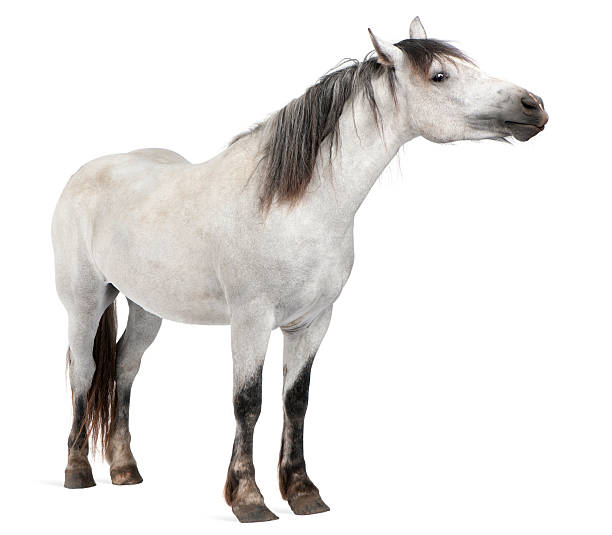 istock Side view of Horse, 2 years old, standing. 482788833