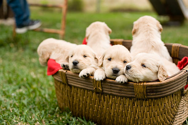 istock Puppies in a basket 482789069