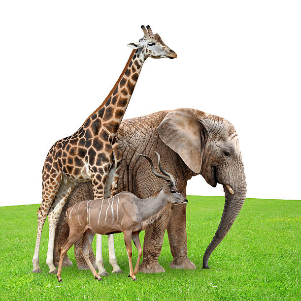 istock giraffes with elephant and kudu 482790050