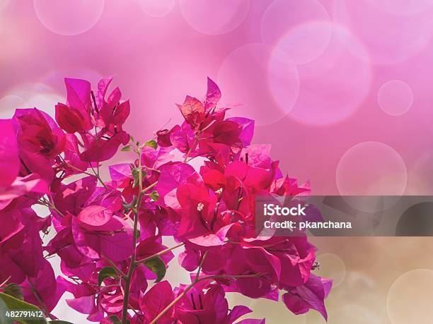 Pink Bougainvillea Flower Stock Photo - Download Image Now - 2015, Botany, Bougainvillea