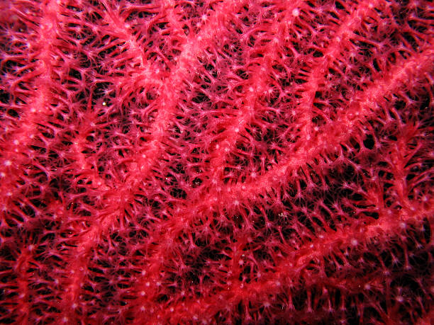 Closeup of red gorgonian Paramuricea clavata Closeup of red gorgonian Paramuricea clavata. details of polyps isolated on black. coral gorgonian coral hydra reef stock pictures, royalty-free photos & images
