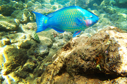 A blue Parrot Fish around the coral reef coast of Kauai, Hawaii. A colorful tropical species, the Parrotfish regarded as the family of Scaridae, they often found in shallow water around the coastline and seagrass beds.