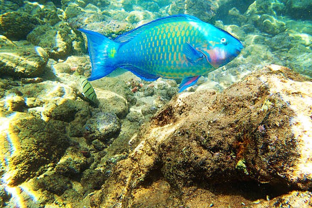 Blue Parrot Fish Swimming in the Water in Hawaii USA A blue Parrot Fish around the coral reef coast of Kauai, Hawaii. A colorful tropical species, the Parrotfish regarded as the family of Scaridae, they often found in shallow water around the coastline and seagrass beds. parrot fish stock pictures, royalty-free photos & images