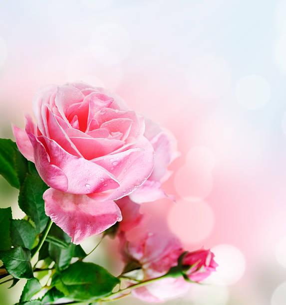 istock Rose in the garden 482797520
