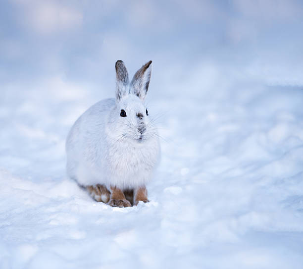 istock White Snowshoe Hare on snow 482797804