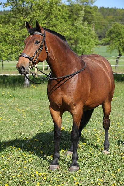istock Amazing brown horse with beautiful bridle 482798046