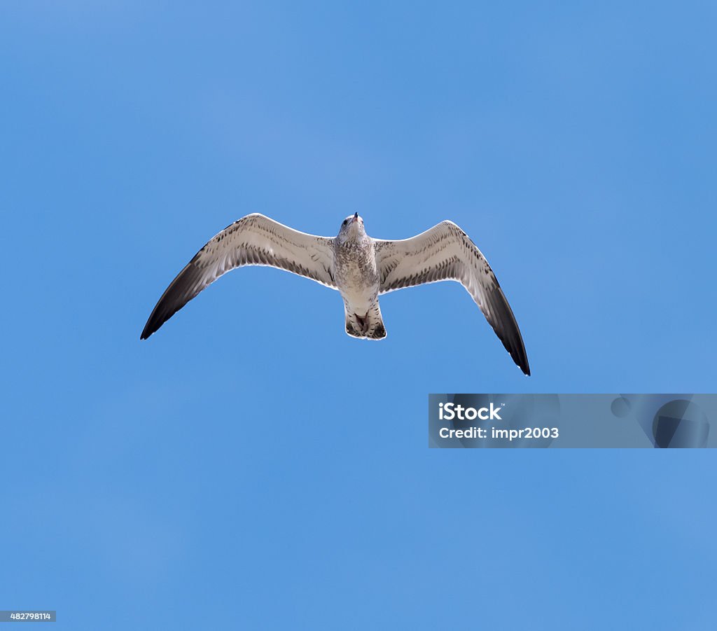 Juvenile Ring-billed Gull in Flight on Blue Sky Ring-billed Gull (Larus delawarensis) 2015 Stock Photo