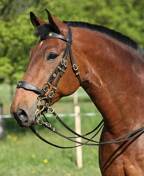 istock Amazing brown horse with beautiful bridle 482799018
