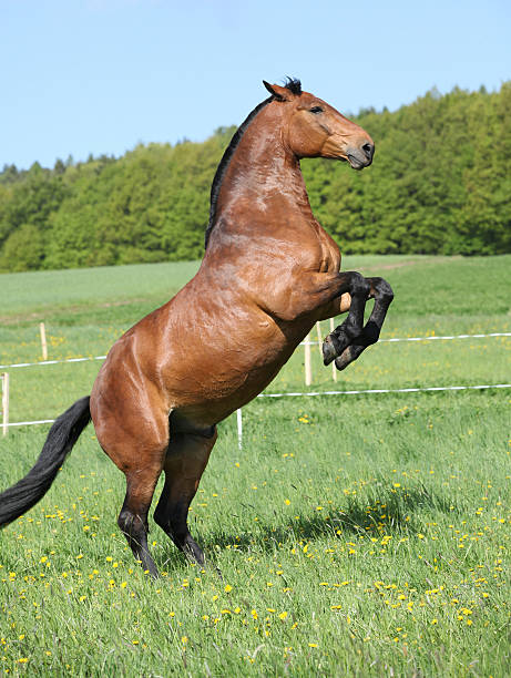 istock Gorgeous big brown horse prancing 482799028