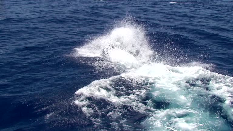 Pesca