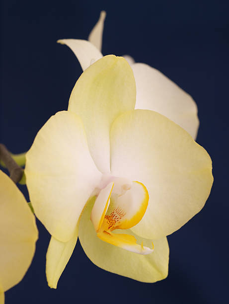 Phalaenopsis Orchid. Flower. stock photo