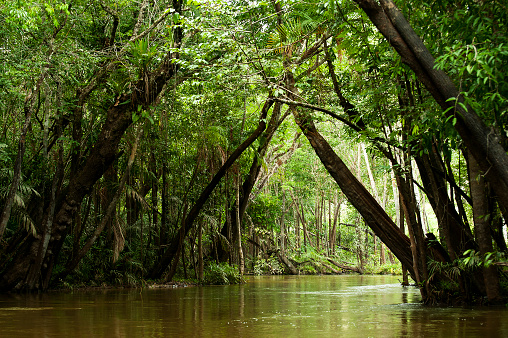 Igarapé (small river, creek) runs inside the flooded forest