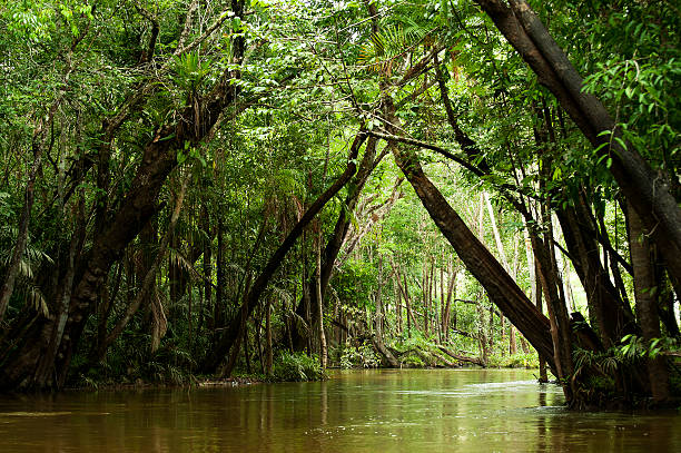 Igarapé in the Brazilian Amazon Igarapé (small river, creek) runs inside the flooded forest amazon rainforest stock pictures, royalty-free photos & images