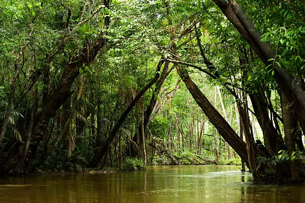 Igarapé (small river, creek) runs inside the flooded forest