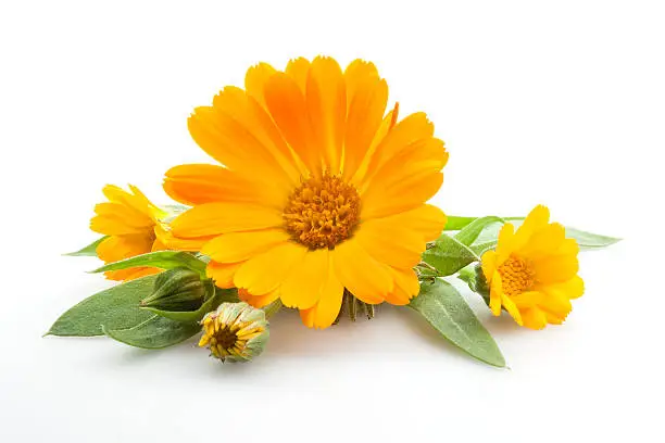 Photo of Calendula. Flowers with leaves isolated on white