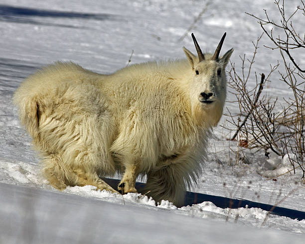 istock Mountain Goat in late January 482800675