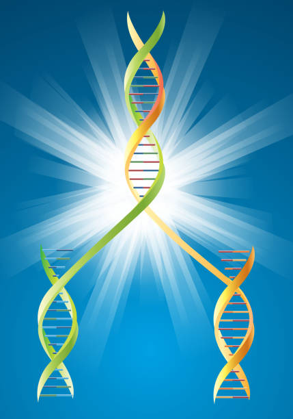 ilustrações, clipart, desenhos animados e ícones de dna duplicação - white background yellow close up front view