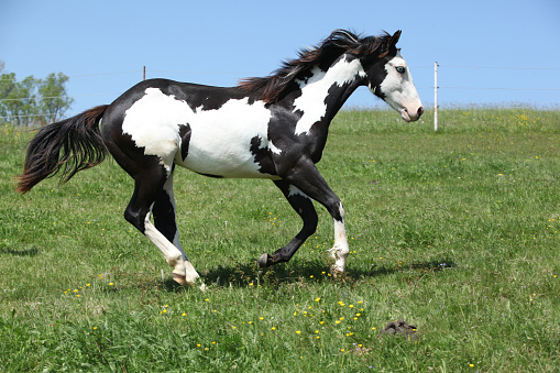 Gorgeous black and white stallion of paint horse running on spring pasturage