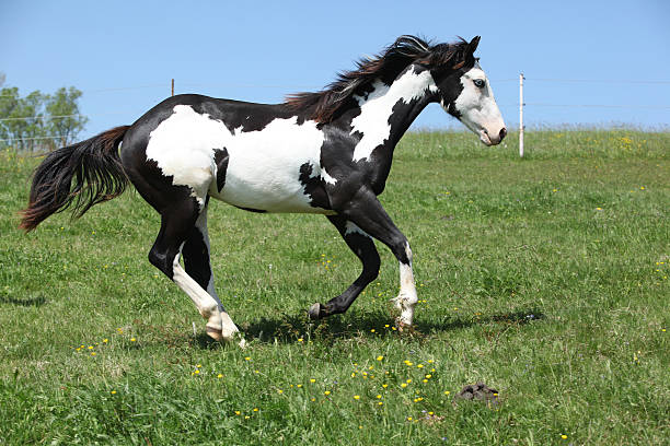 Gorgeous black and white stallion of paint horse running stock photo