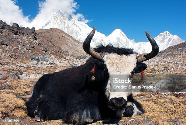 Photo libre de droit de Yak Du Khumbu Valley banque d'images et plus d'images libres de droit de Asie - Asie, Blanc, Bleu