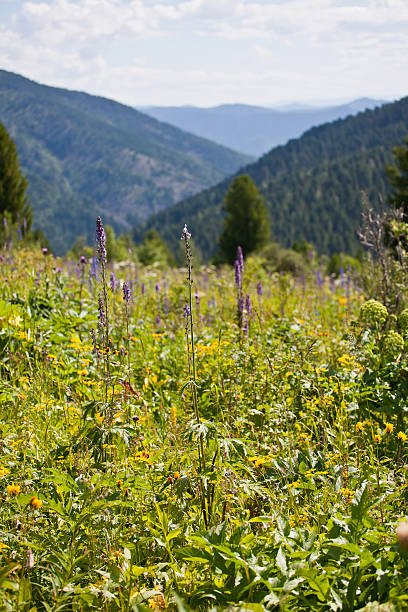 istock Field of mountain flowers 482801851