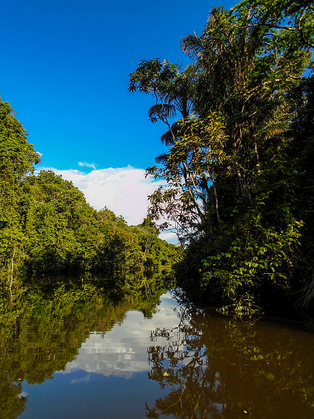 Amazon river Amazon river amazon forest stock pictures, royalty-free photos & images