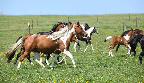 Very various batch of horses running on pasturage in spring