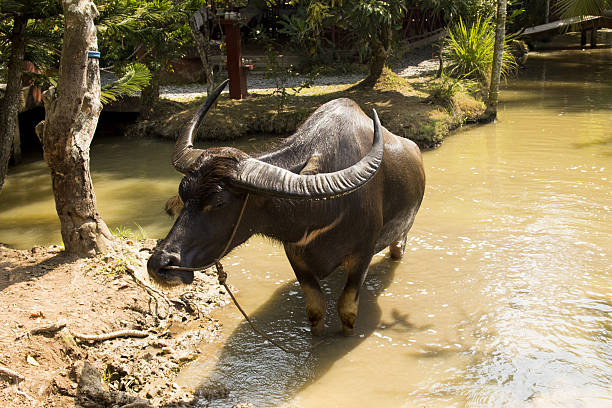 Bull dans la rivière, Vietnam - Photo