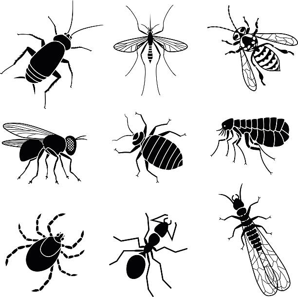 illustrazioni stock, clip art, cartoni animati e icone di tendenza di animale nocivo insetti - fly flying housefly insect