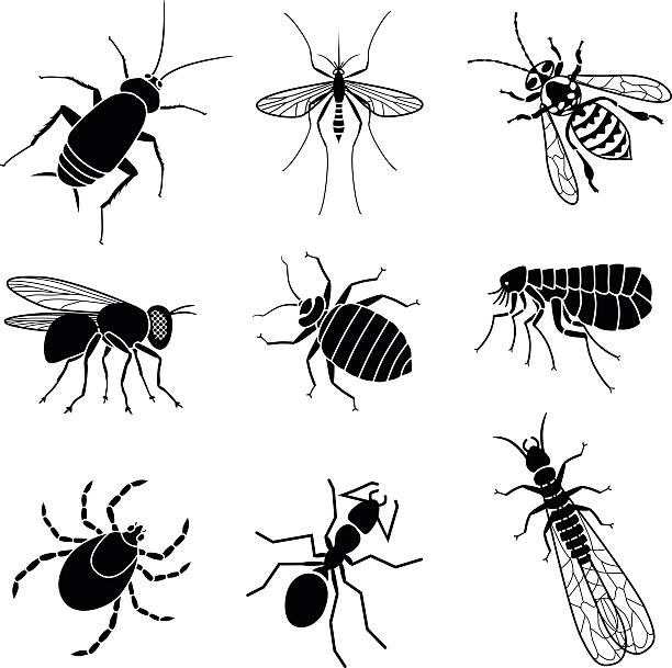 pest insects Vector icons of pest insects people want to exterminate: cockroach, mosquito, yellow jacket bee, housefly, bed bug, flea, tick, ant, and termite. bee clipart stock illustrations