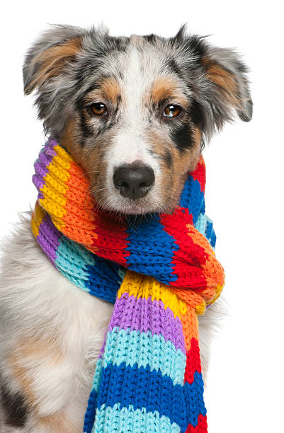 istock Australian Shepherd puppy wearing a scarf, white background 482802577