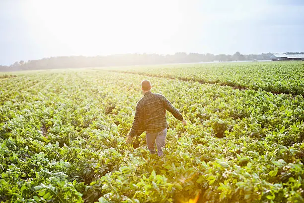 Photo of Sunrise on the farm, man working thru crop field