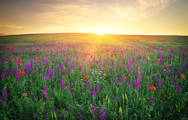 istock Field with violet flowers and red poppies 482803096