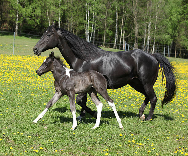 Amazing mare with foal running stock photo